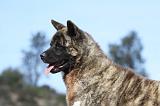 AKITA AMERICAIN 255
